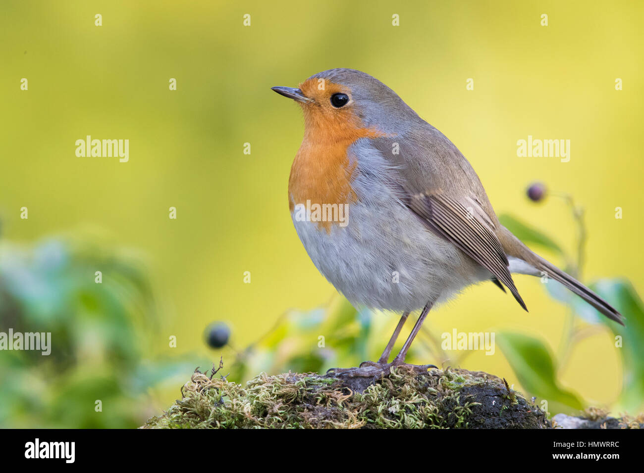 Garten Stockfoto