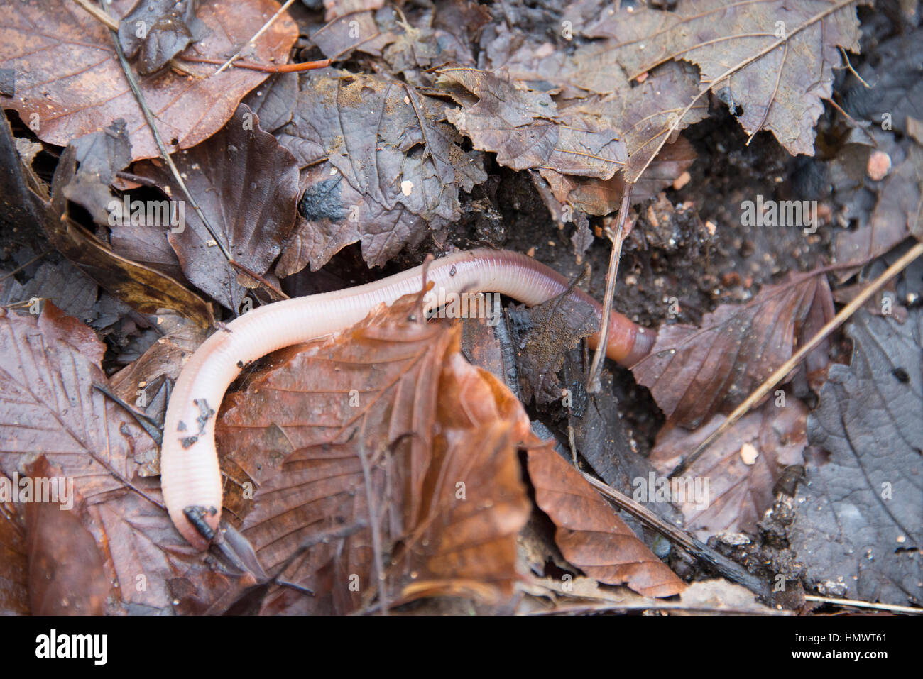 Ein Regenwurm über einige Blätter Stockfoto