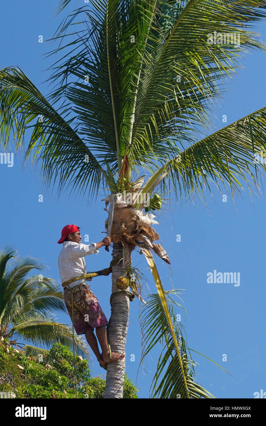 Mann trimmen Kokospalme. Stockfoto