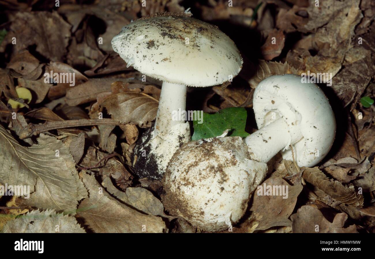 Dummkopfs Pilz, Würgengel oder Pilz Narr (Amanita Verna), Amanitaceae. Stockfoto