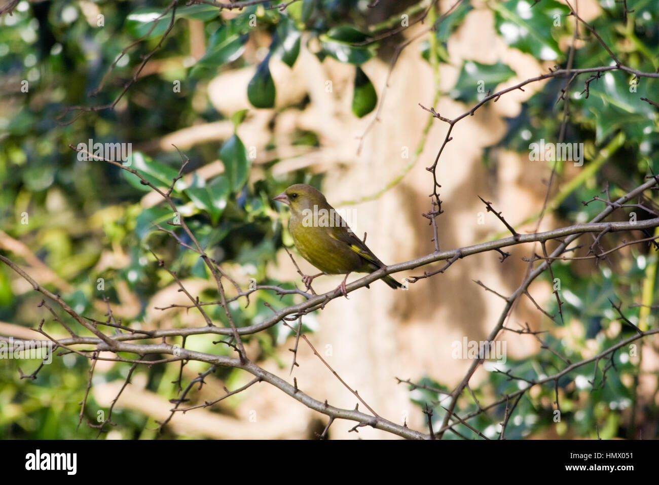 Europäische Grünfink, oder einfach nur Grünfink (Chloris Chloris) Stockfoto