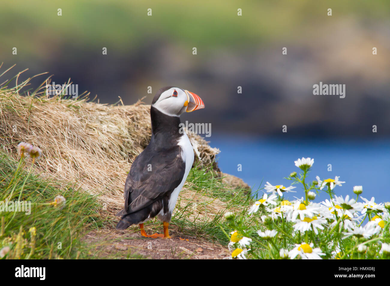 Papageitaucher (Fratercula arctica), auch als die gemeinsame Papageitaucher bekannt Stockfoto