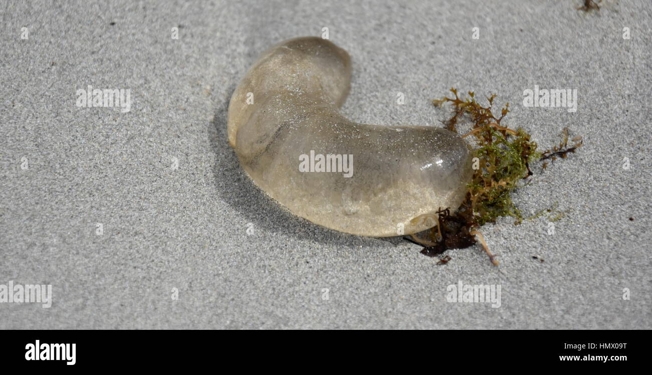 Durch Quallen in den Sand zu sehen. Eine kleine transparente Quallen aus Wasser auf groben bunten Sand Strand bei strahlendem Sonnenschein hautnah Stockfoto