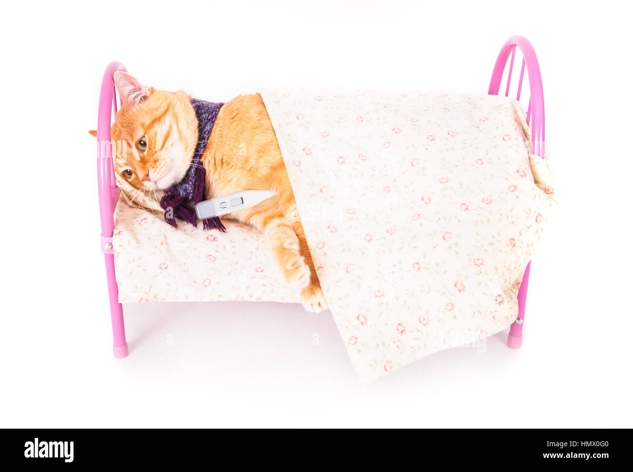 Rote Katze im Bett liegend mit einem Thermometer. Das Konzept der Veterinär- und tierischen Gesundheit. Studio gedreht. Stockfoto