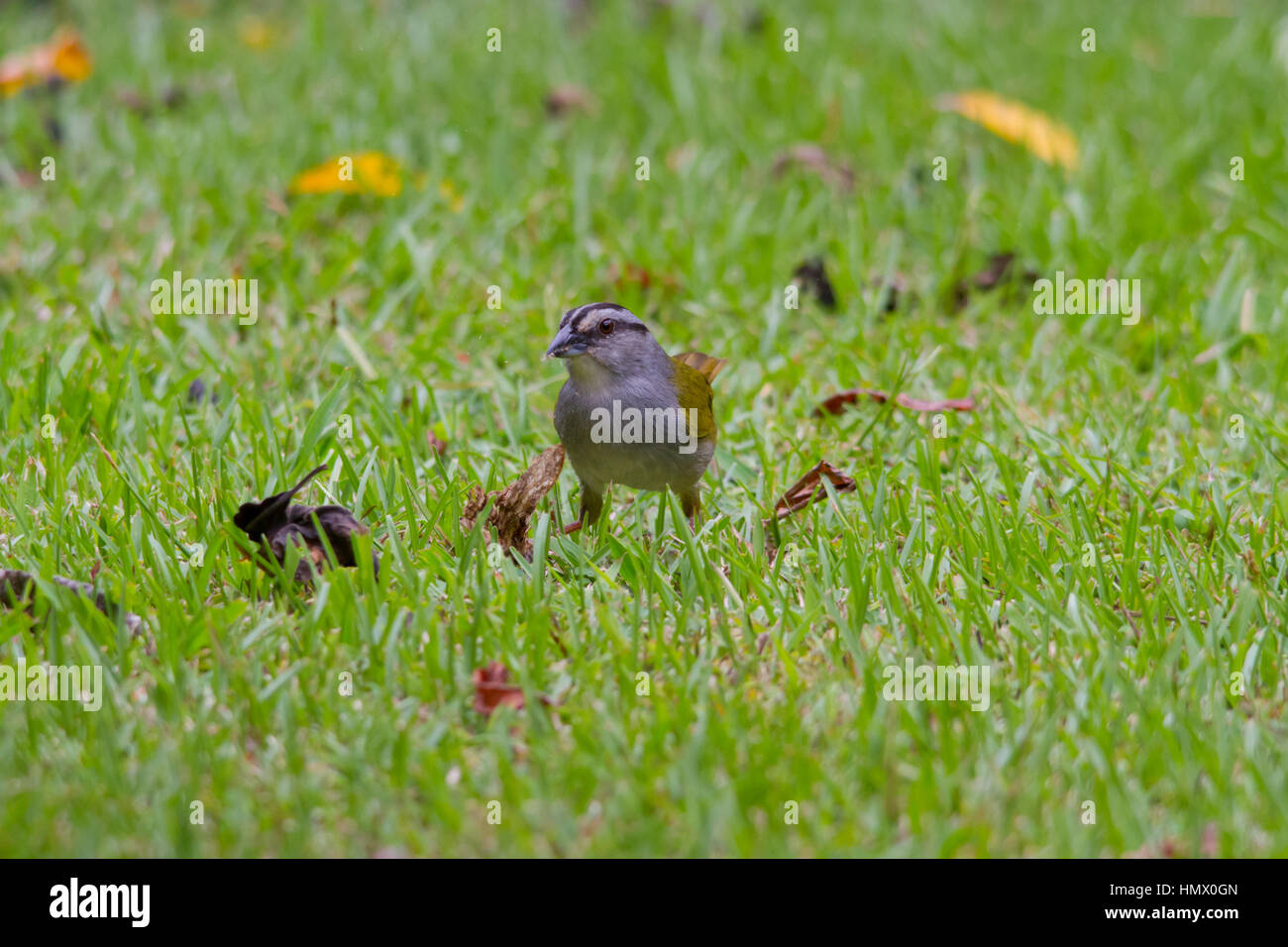 Green-backed Sparrow (arremonops chloronotus) eingezogen. Stockfoto