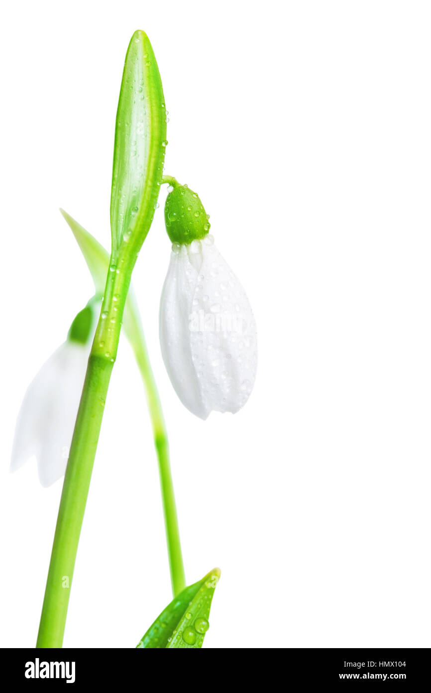 Zwei weiße Blume Frühling Schneeglöckchen Nahaufnahme, isoliert auf weißem Hintergrund. Stockfoto