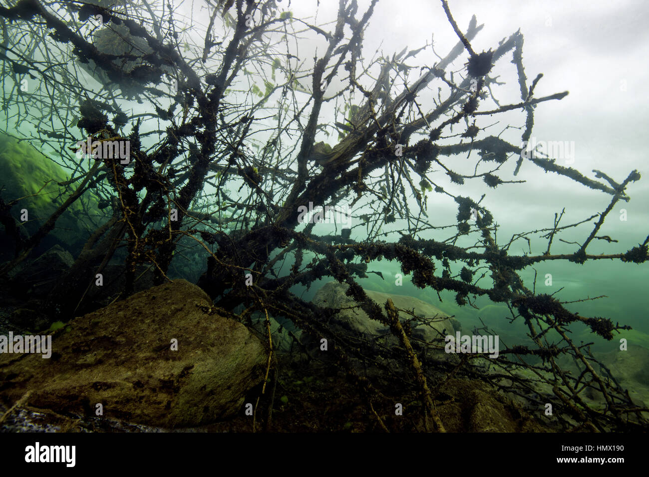 Überflutet Baum unter Eis im gefrorenen See, Icedivind, Alexandrovsky wie Ukraine Stockfoto