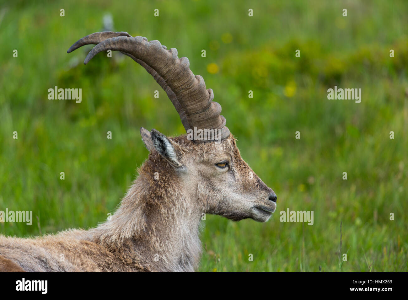 Seite Ansicht Porträt des natürlichen Steinbock Steinbock stehend auf Wiese Stockfoto