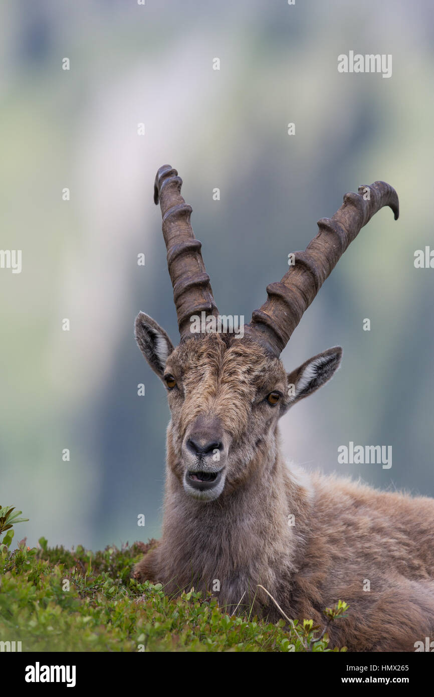 Porträt von ein Steinbock-Steinbock in natürlicher Umgebung Stockfoto