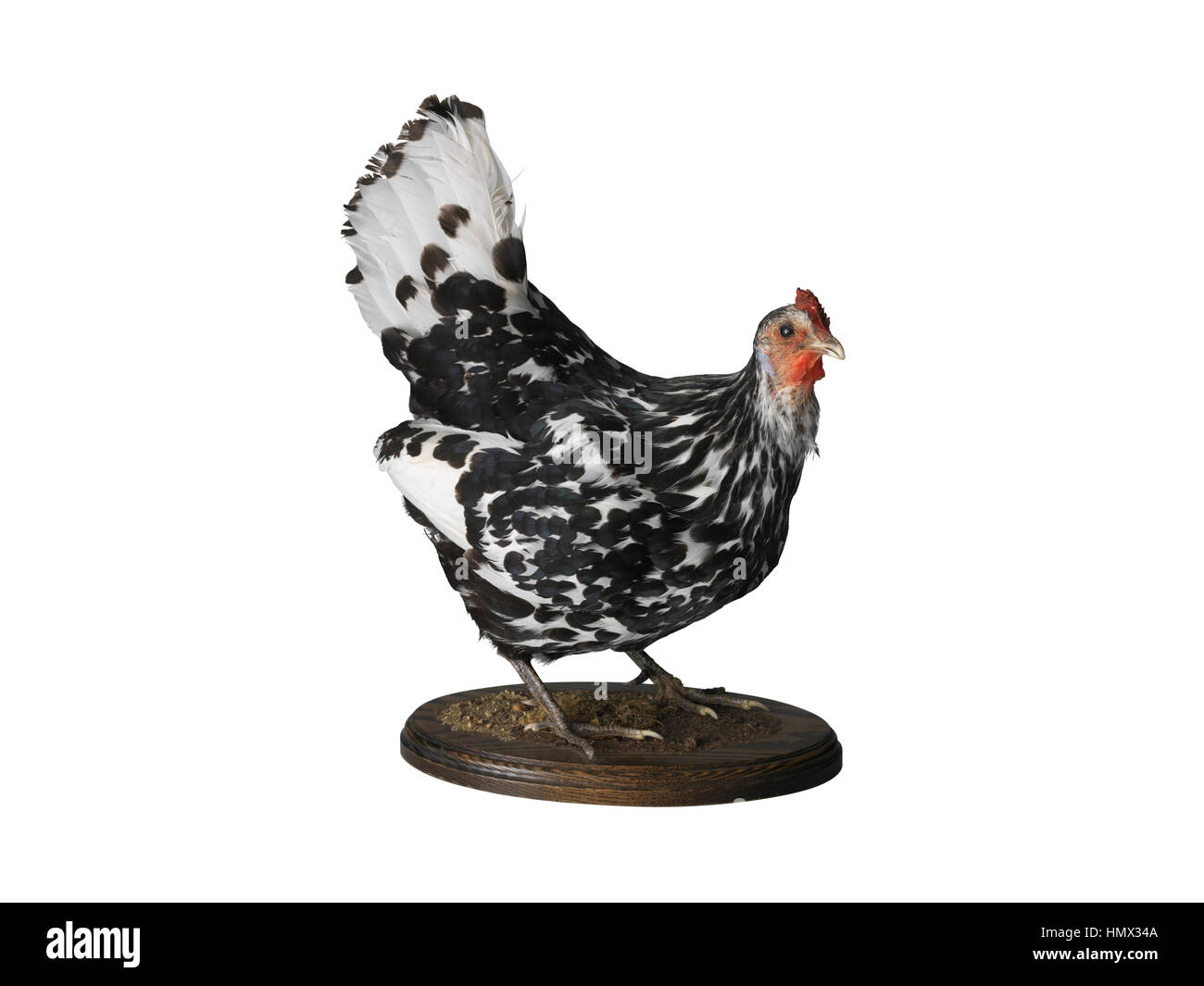 Taxidermy Henne auf weißem Hintergrund Stockfoto