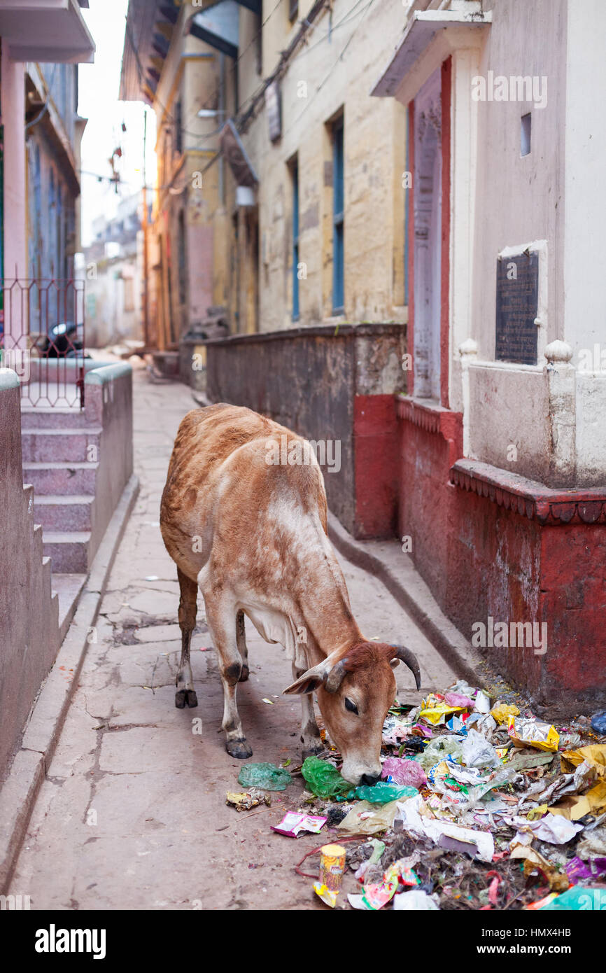 VARANASI, Indien - 5. Januar 2015: Eine Kuh Aufräumvorgang Speisereste aus einem Haufen Müll in einer Seitenstraße gelegen. Rinder werden häufig gesehen, durch die Straßen Stockfoto