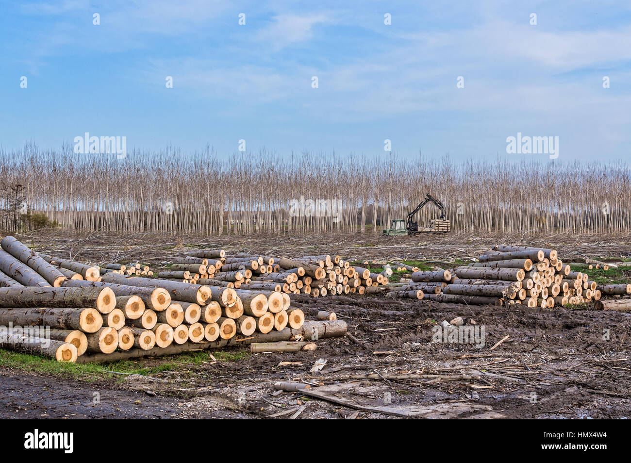 Schneiden von Pappeln, Kran-Log und Holzstapeln Stockfoto