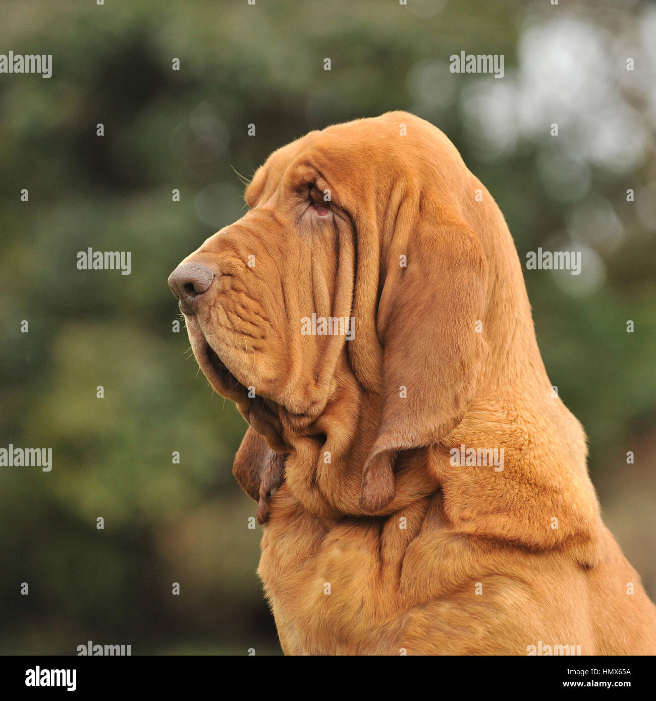 Bluthund Kopf Stockfoto, Bild 133341302 Alamy