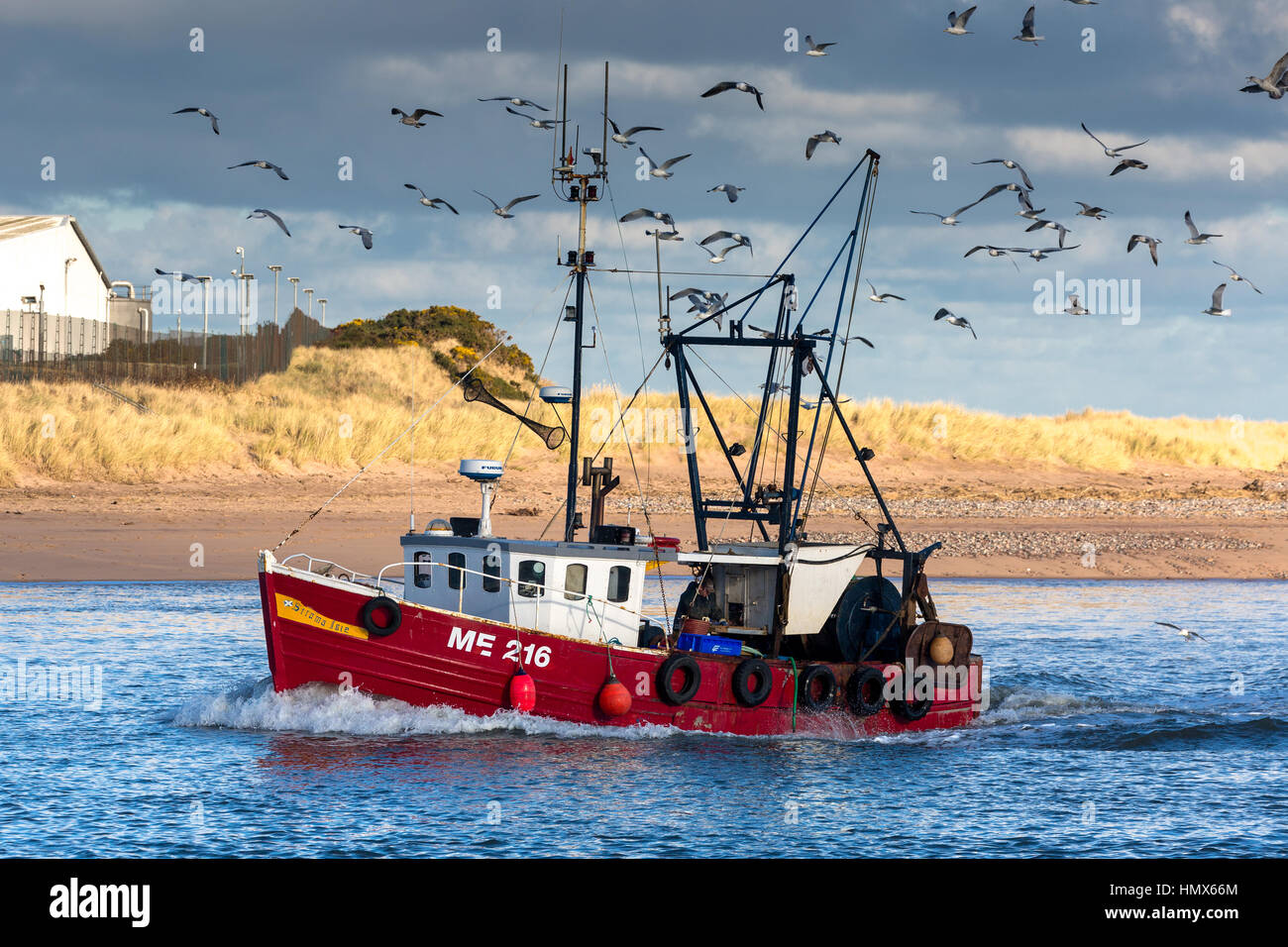 Kleinen Montrose fischender Trawler wieder mit Morgen Fang umgeben von Möwen Stockfoto