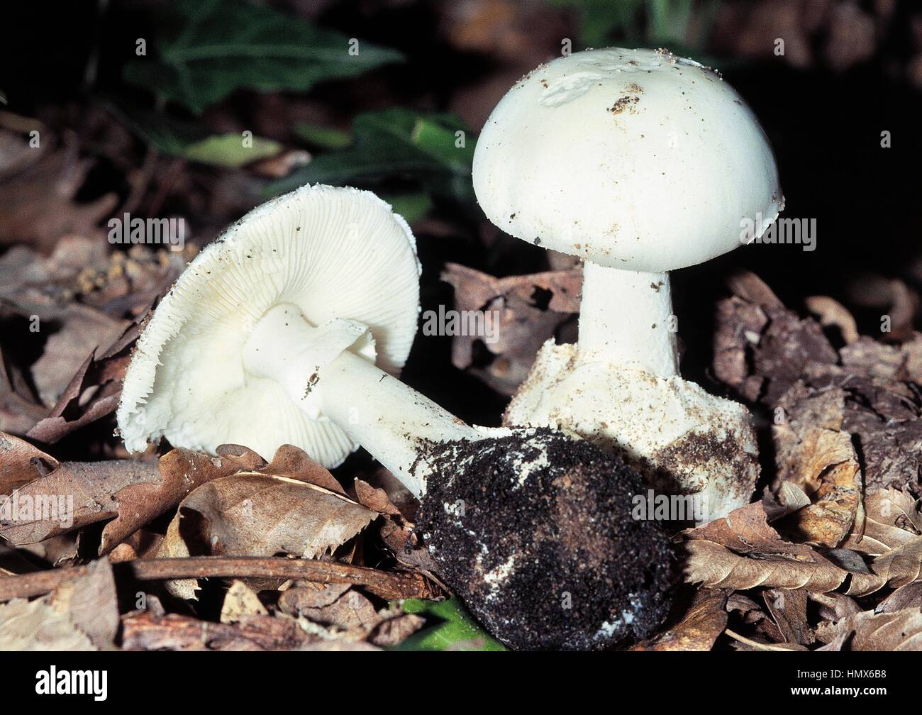 Zwei Beispiele des Dummkopfs Pilz, Würgengel oder Pilz Narr (Amanita Verna), Amanitaceae. Stockfoto