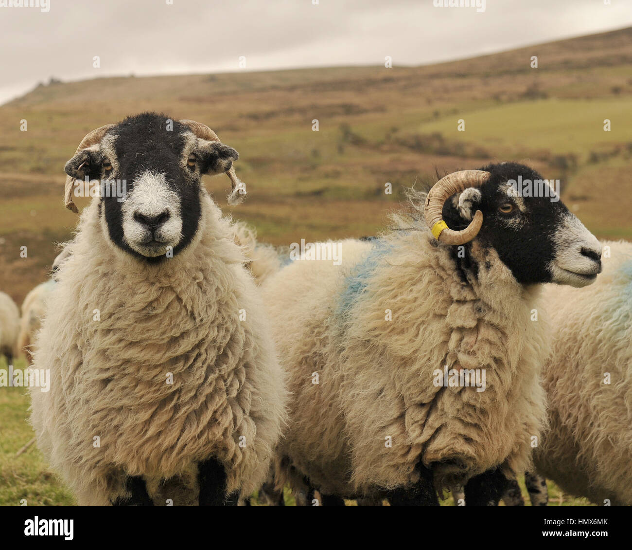 Swaledale Schafen Stockfoto