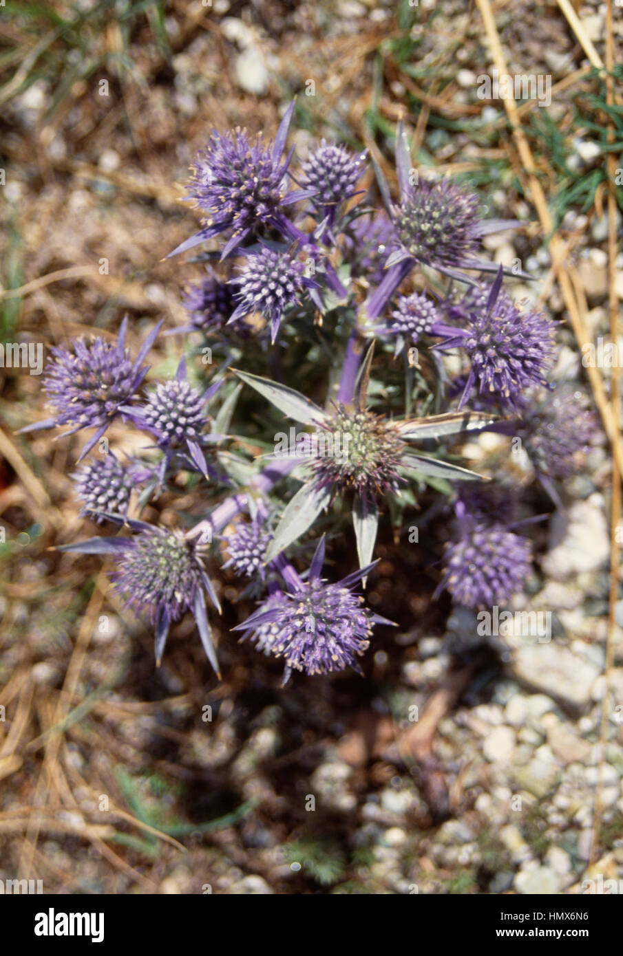 Amethyst Eryngo Blumen (Eryngium Amethystinum) Apiaceae. Stockfoto