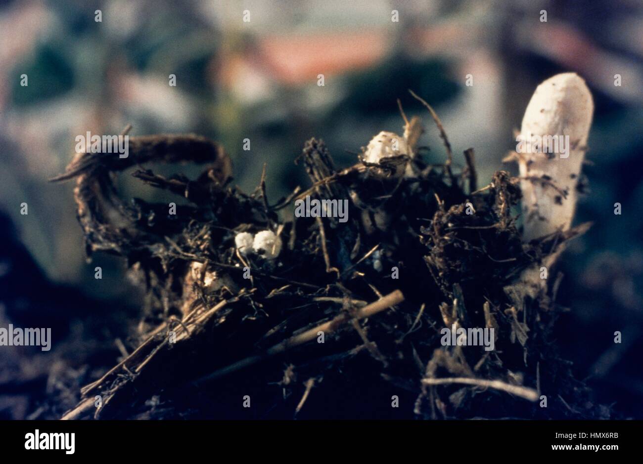 Beispiele der frühen Stadium verschneiten Tinte GAP (Coprinus Pharmazie), Psathyrellaceae. Stockfoto