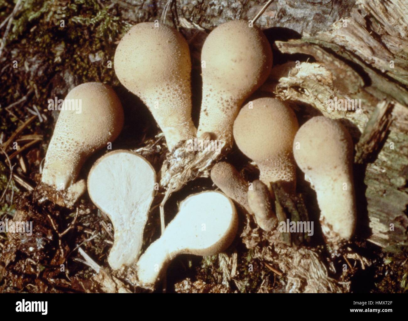 Birnenförmige Puffball (Lycoperdon Pyriforme), Lycoperdaceae. Stockfoto