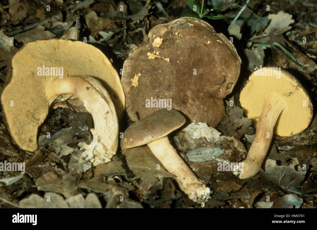 Beispiele für Wildleder Bolete, Bolete langweilig braun oder gelb-geknackt Bolete (Boletus Subtomentosus), Boletaceae. Stockfoto