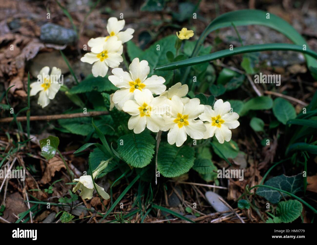 Primel (Primula Vulgaris), Primulaceae, Sassi di Roccamalatina Regional Park, Emilia Romagna, Italien. Stockfoto
