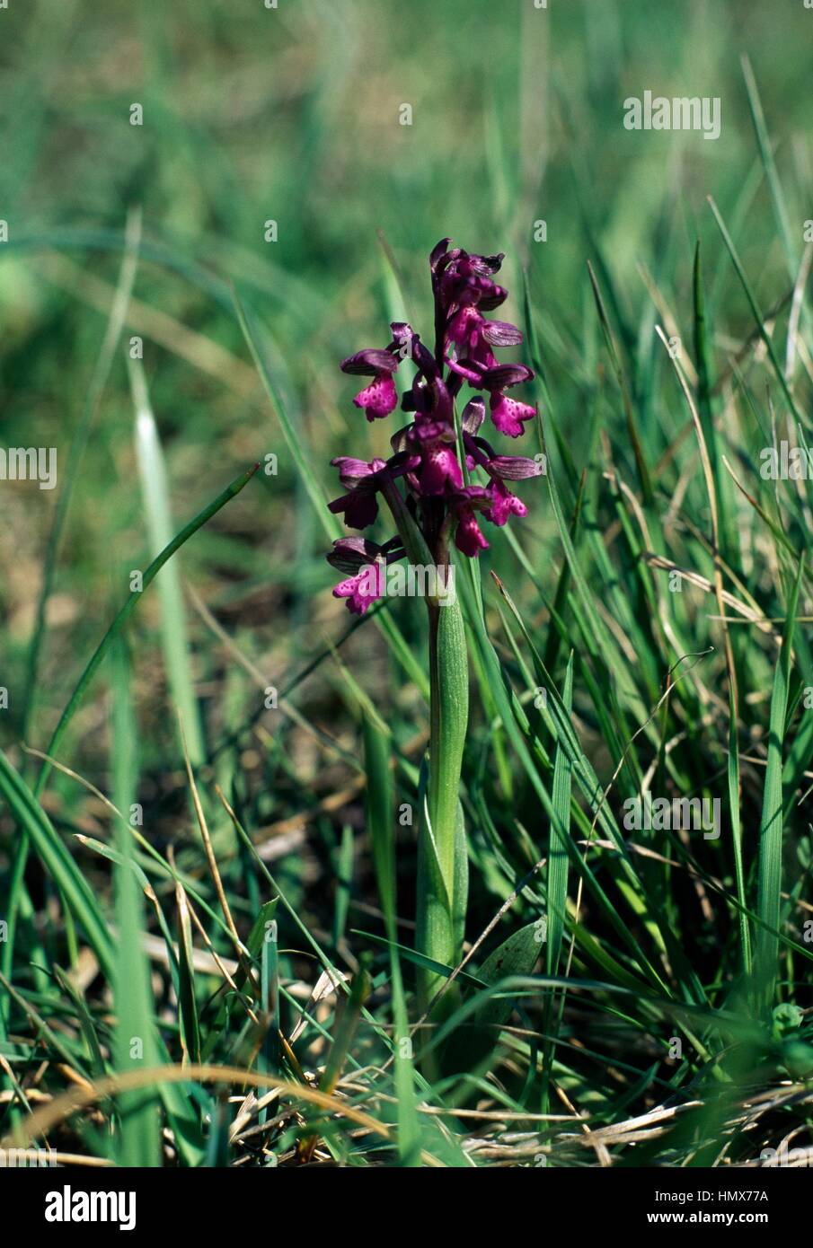 Orchidee (Laeliocattleya sp), Orchidaceae, Sassi di Roccamalatina Regional Park, Emilia Romagna, Italien. Stockfoto