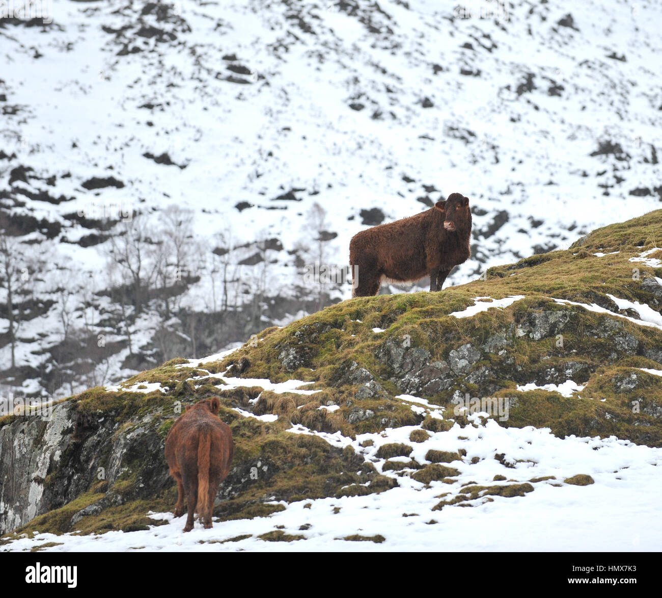 Luing Rinder auf schottischen Berg Stockfoto