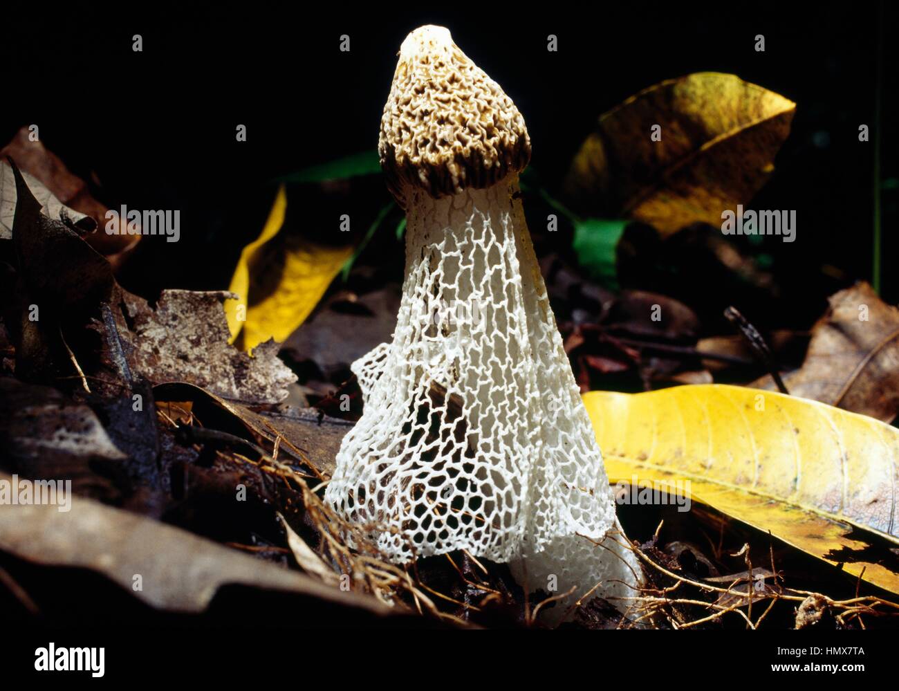 Bambus-Pilz oder verschleierte Dame (Phallus Indusiatus), Phallaceae,  Franzsisch-Polynesien Stockfotografie - Alamy