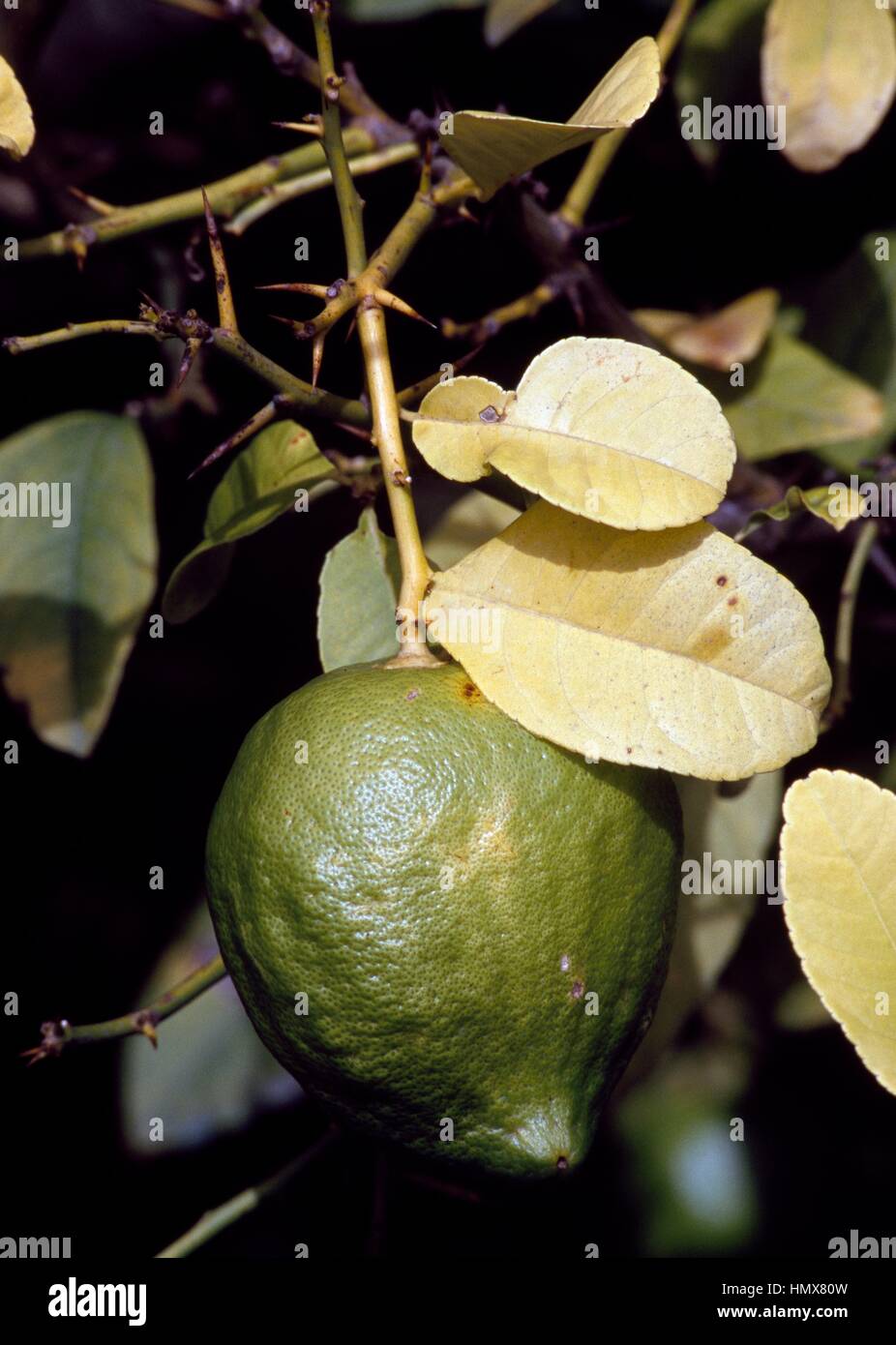 Zitronatzitrone (Citrus Medica), Rutaceae, in die Zitrone-Baum Hain von The Cedars Farm, Santa Domenica Talao, Kalabrien, Italien. Stockfoto