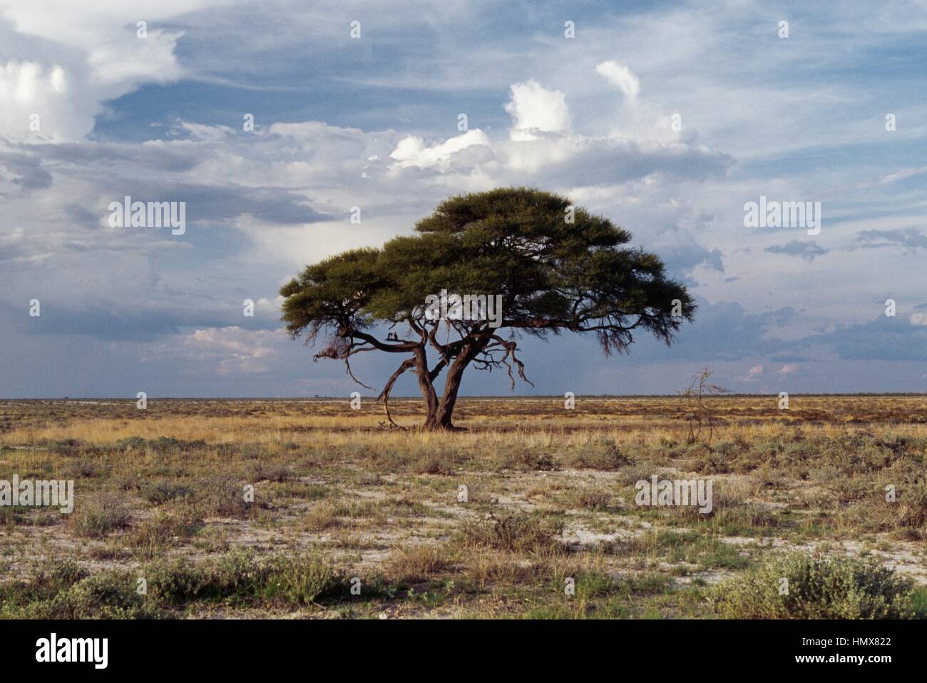 Kamel Dorn oder Giraffe Thorn (Acacia Erioloba), Fabaceae, Etosha Nationalpark, Namibia. Stockfoto