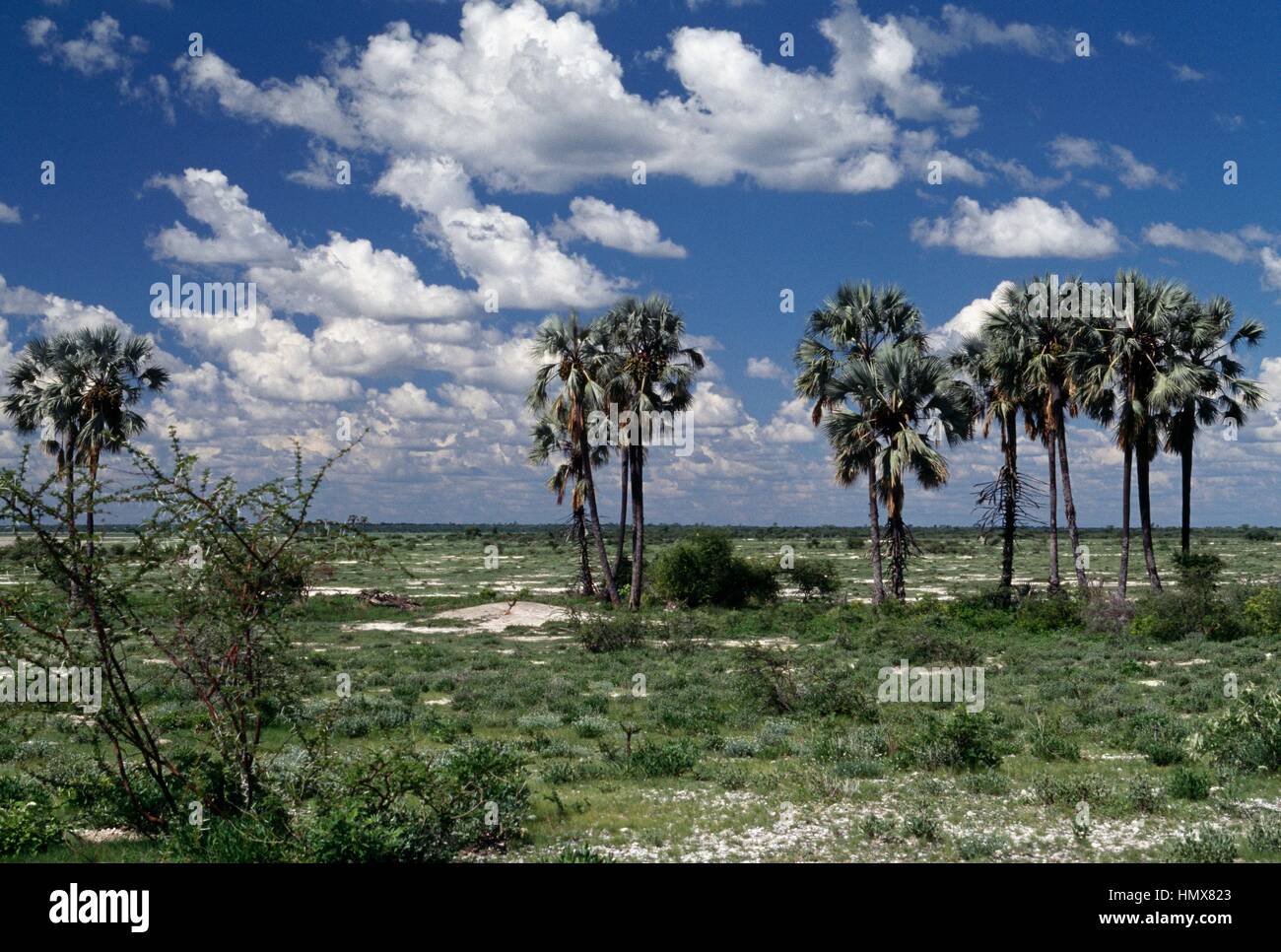 Makalani-Palmen oder echte Fan Palmen (Hyphaene Petersiana), Palmsonntag, Etosha Nationalpark, Namibia Stockfotografie
