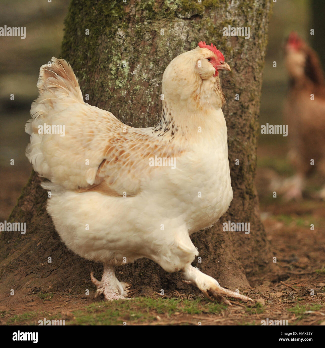 Lachs Faverolle hen Stockfoto