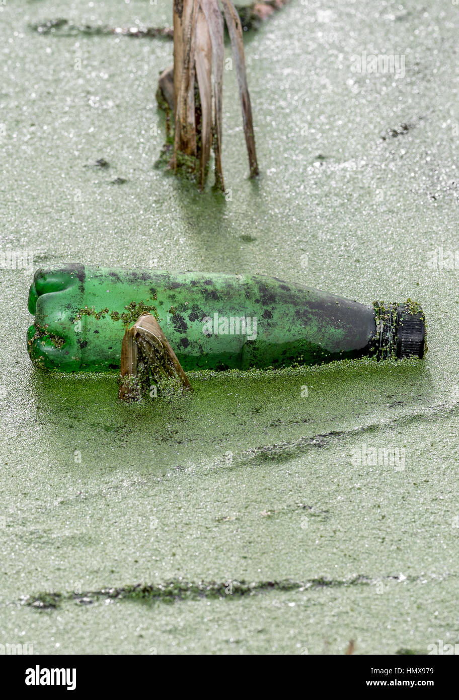 Leer und weggeworfenen Kunststoff trinkt Flasche unter Schilf in einem See schwimmen Stockfoto