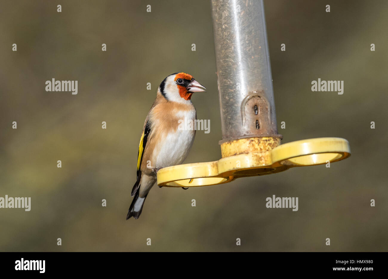 Erwachsenen Stieglitz Fütterung aus Kunststoff Vogelhäuschen. Stockfoto