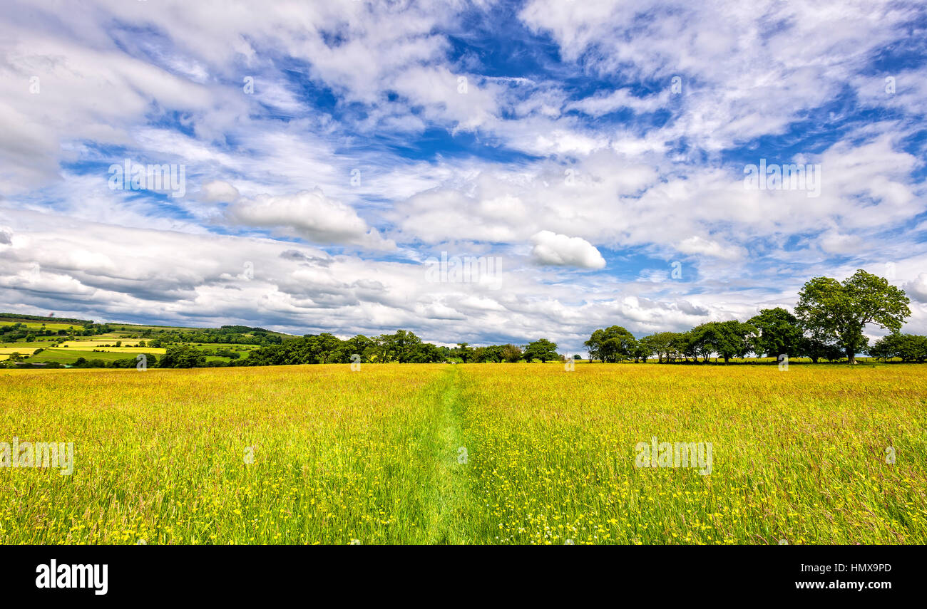 Weg durch die Mähwiese in wunderschönen englischen Landschaft Stockfoto