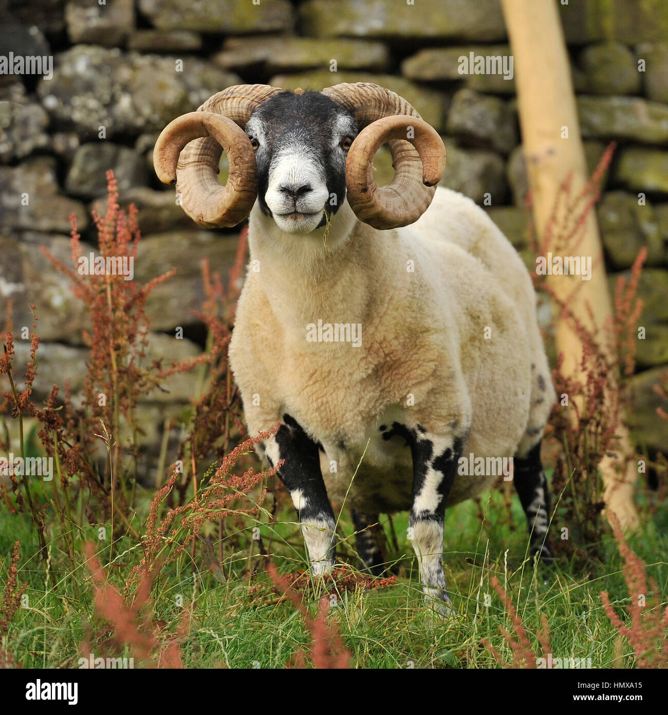 Scottish Blackface ram Stockfoto