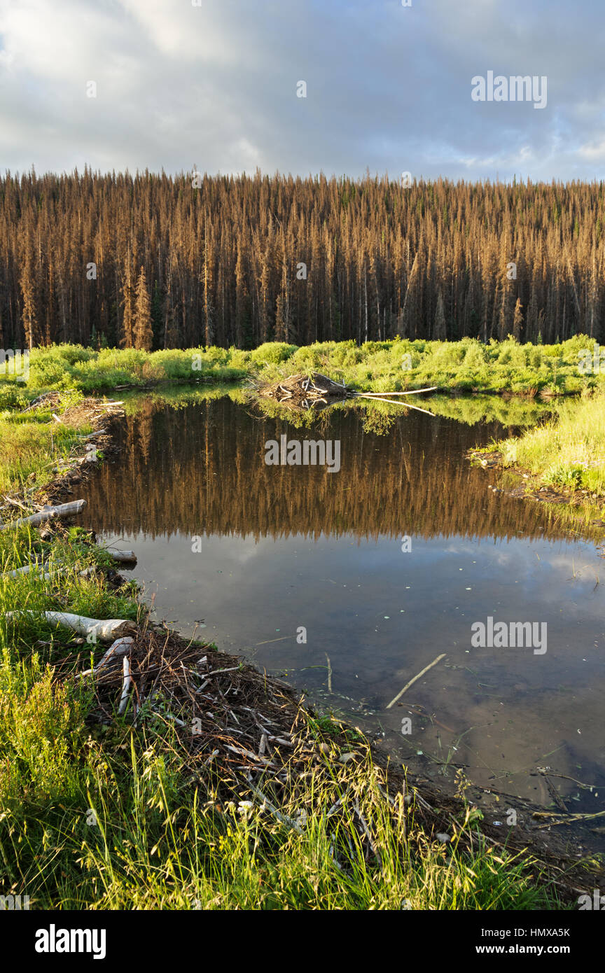 Beaver dam und Teich mit Lodge mit toten Bäumen im Hintergrund Stockfoto