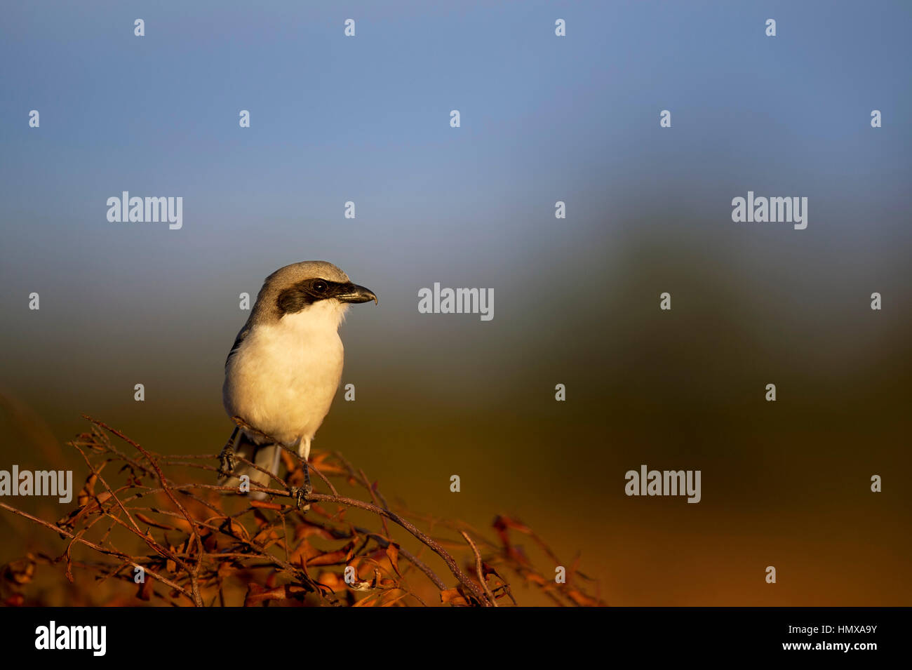 Eine unechte Shrike hockt auf einem Toten Ast im Sonnenlicht am späten Abend mit einem weichen Hintergrund. Stockfoto