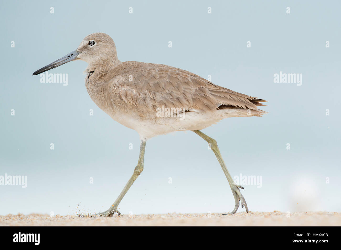 Ein Willett Spaziergänge entlang des Strandes stampfen seinen Fuß nach unten und Sand in der Luft mit einem glatten Hintergrund treten. Stockfoto