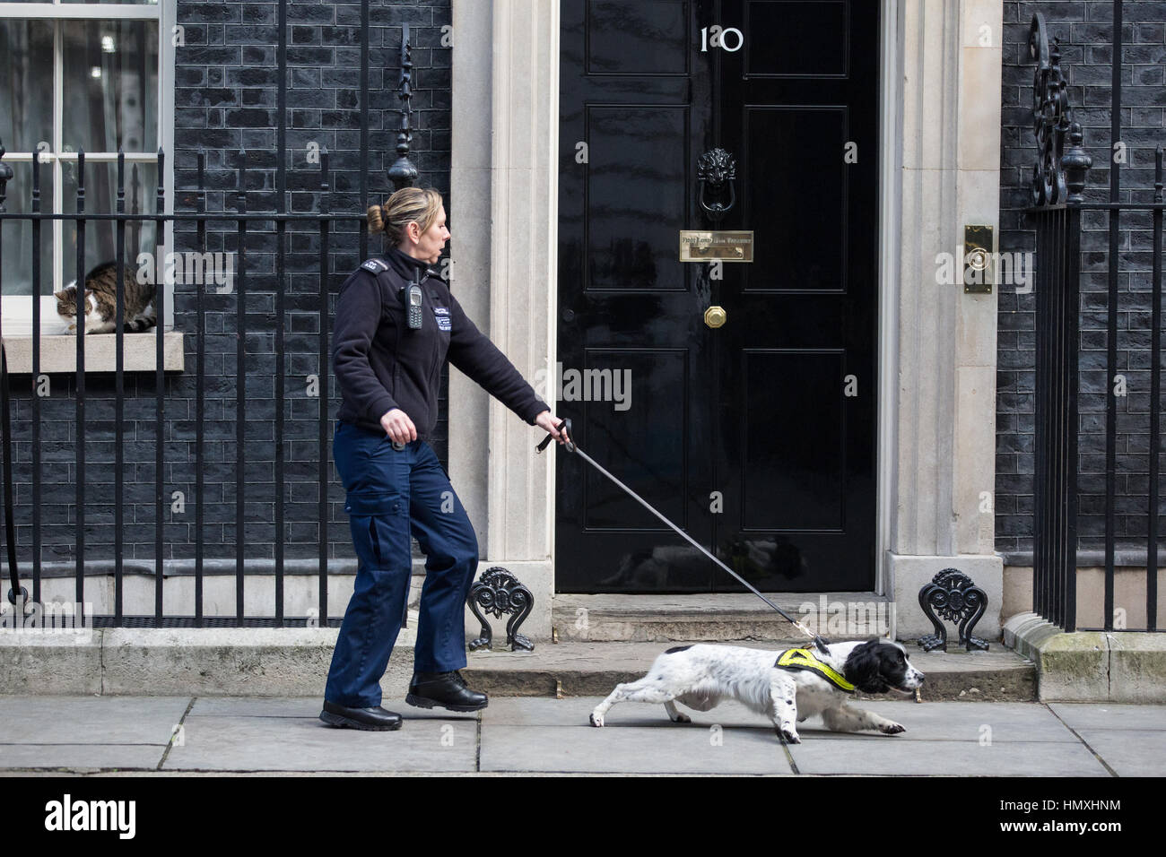 London, UK. 6. Februar 2017. Ein Polizeihund Sniffer dient in der Downing Street vor dem Besuch der Israels Ministerpräsident Benjamin Netanyahu, Premierminister Theresa May. Larry, der Chief Mouser 10 Downing Street blickt auf aus dem Fenstersims. Bildnachweis: Mark Kerrison/Alamy Live-Nachrichten Stockfoto