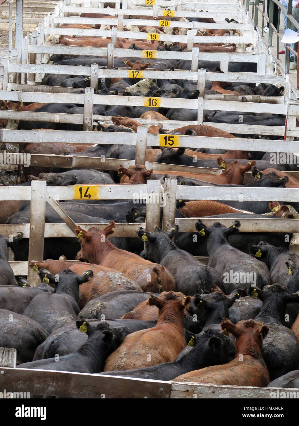 Kühe und Bullen stehen in ihren Ställen in Liniers Viehmarkt in Buenos Aires, Argentinien, 1. Februar 2017. Foto: Juan Garff/dpa Stockfoto