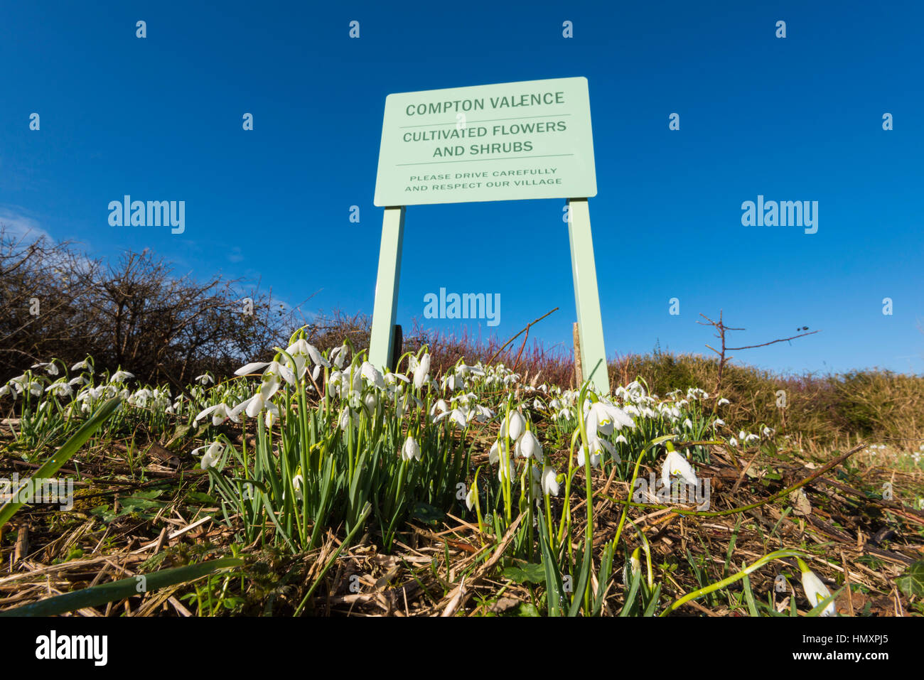 Compton Valence, Dorset, UK. 7. Februar 2017. Großbritannien Wetter. Die Spur in das Dorf Compton Valence in Dorset mit der jährlichen Anzeige von Schneeglöckchen auf dem Seitenstreifen der Straße an einem schönen sonnigen Tag, zieht zahlreiche Besucher die Aussicht ihnen. Bildnachweis: Graham Hunt/Alamy Live-Nachrichten Stockfoto