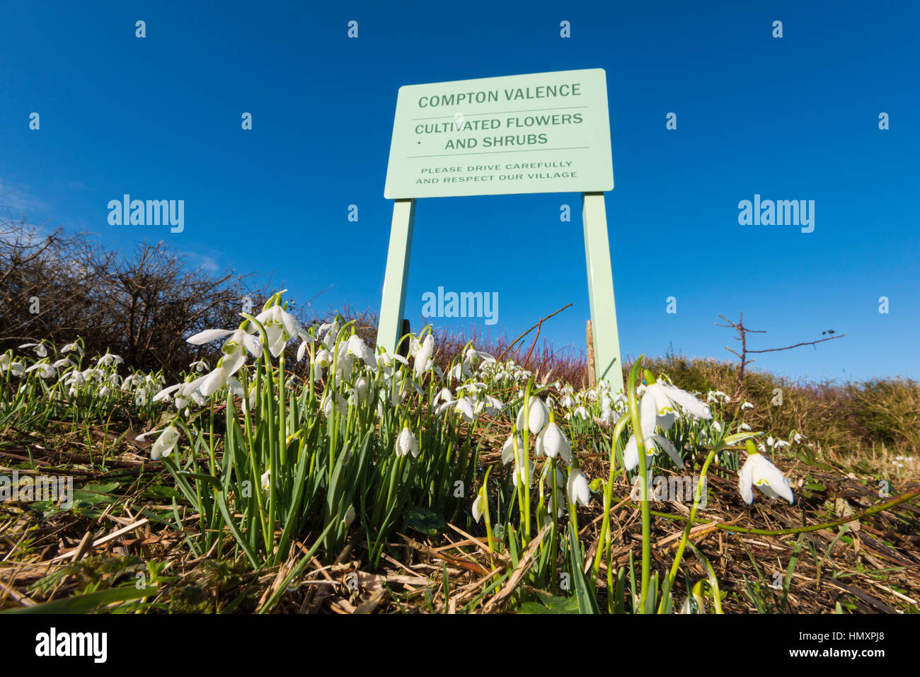 Compton Valence, Dorset, UK. 7. Februar 2017. Großbritannien Wetter. Die Spur in das Dorf Compton Valence in Dorset mit der jährlichen Anzeige von Schneeglöckchen auf dem Seitenstreifen der Straße an einem schönen sonnigen Tag, zieht zahlreiche Besucher die Aussicht ihnen. Bildnachweis: Graham Hunt/Alamy Live-Nachrichten Stockfoto