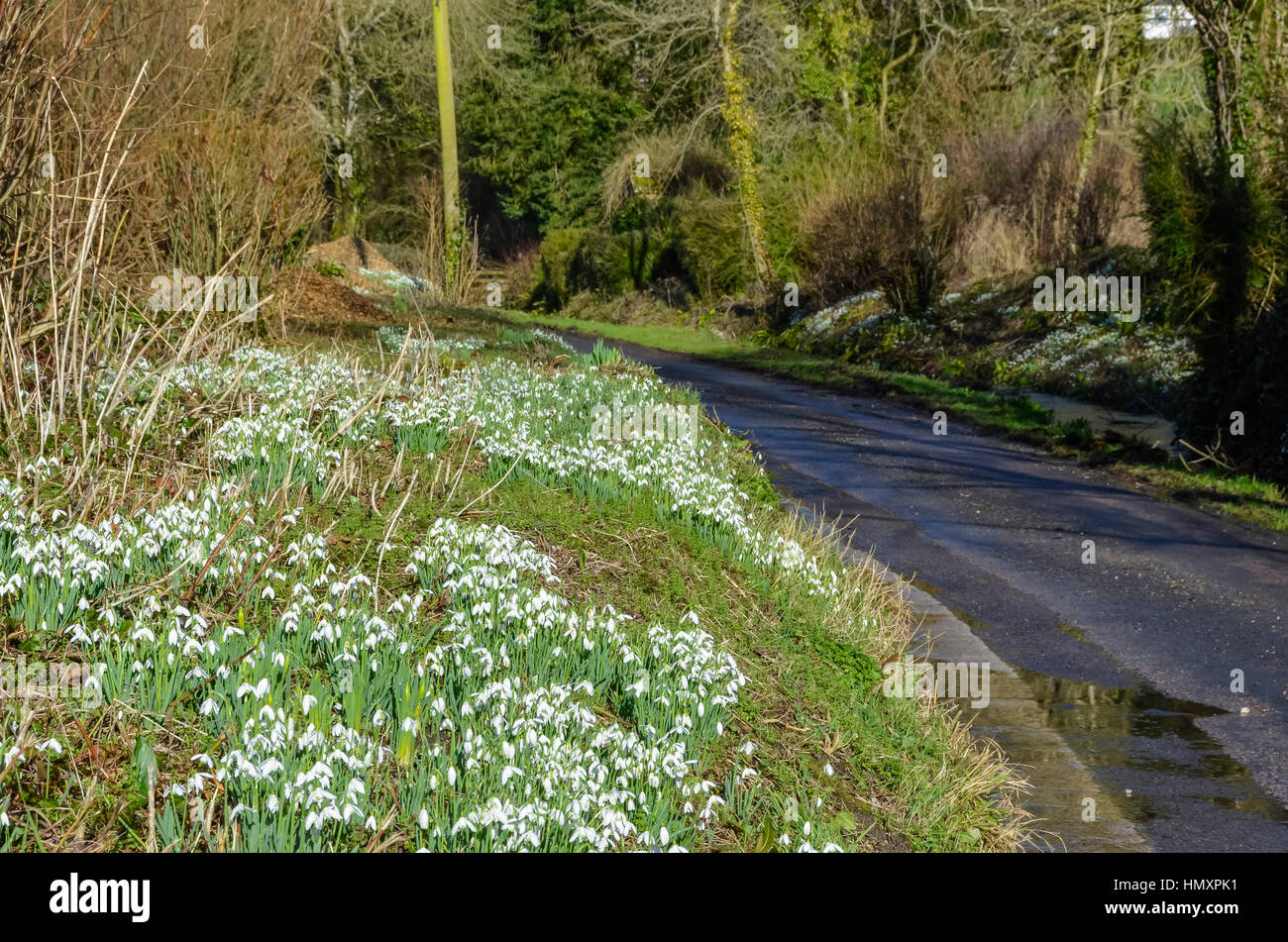 Compton Valence, Dorset, UK. 7. Februar 2017. Großbritannien Wetter. Die Spur in das Dorf Compton Valence in Dorset mit der jährlichen Anzeige von Schneeglöckchen auf dem Seitenstreifen der Straße an einem schönen sonnigen Tag, zieht zahlreiche Besucher die Aussicht ihnen. Bildnachweis: Graham Hunt/Alamy Live-Nachrichten Stockfoto