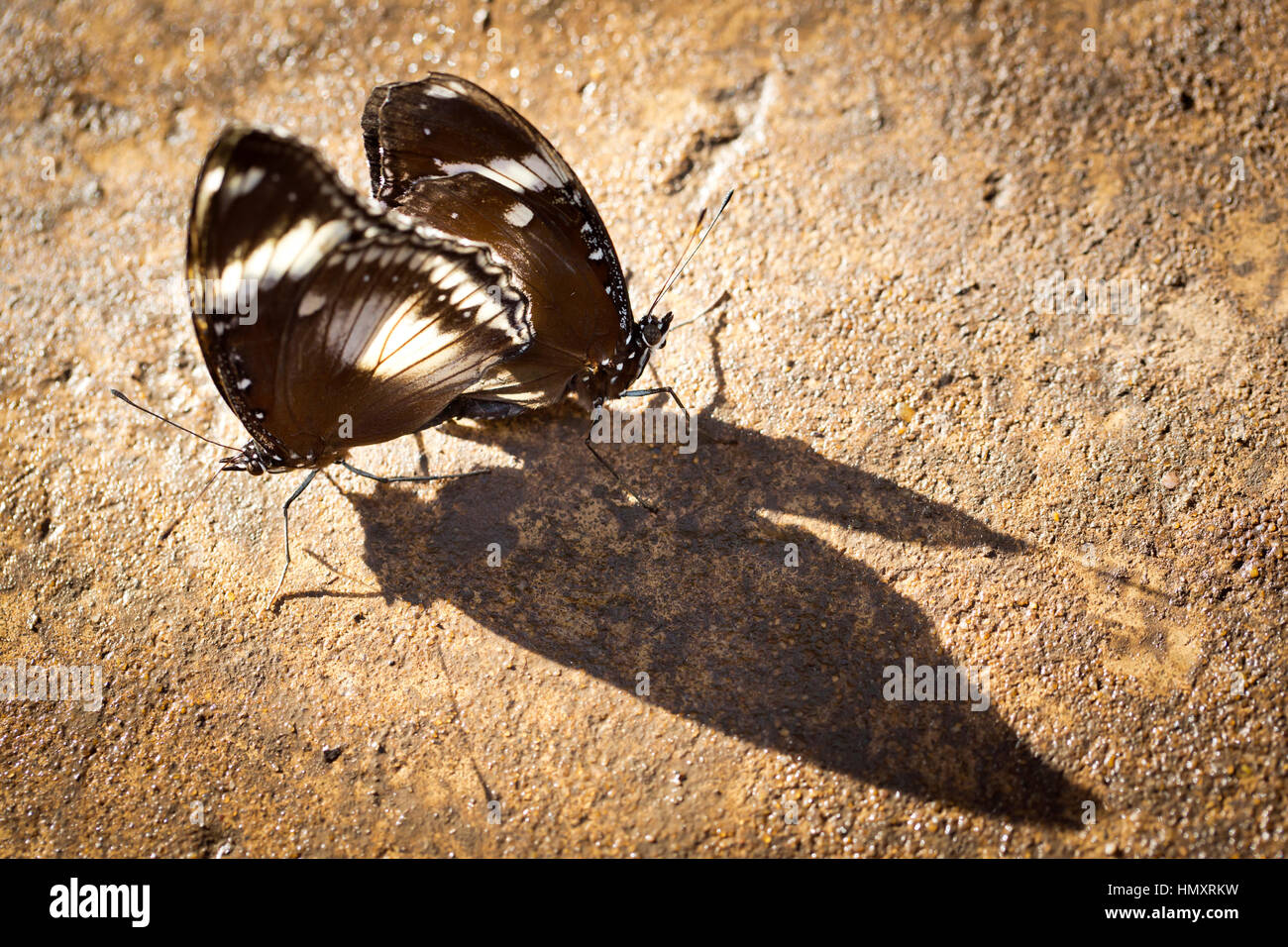 Schmetterlinge im Gewächshaus in Wisley Gardens, Surrey Stockfoto