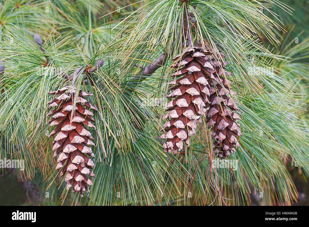 Bhutan Tannenzapfen (Pinus Wallichiana). Auch blaue Kiefer, Himalaya
