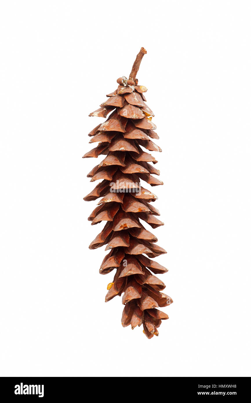 Östliche weiße Kiefer (Pinus Strobus). Weymouthskiefer und Weymouth-Kiefer auch genannt. Bild des Kegels isoliert auf weißem Hintergrund Stockfoto Östliche weiße Kiefer (Pinus Strobus). Weymouthskiefer und Weymouth-Kiefer auch genannt. Bild des Kegels isoliert auf weißem Hintergrund Stockfoto
