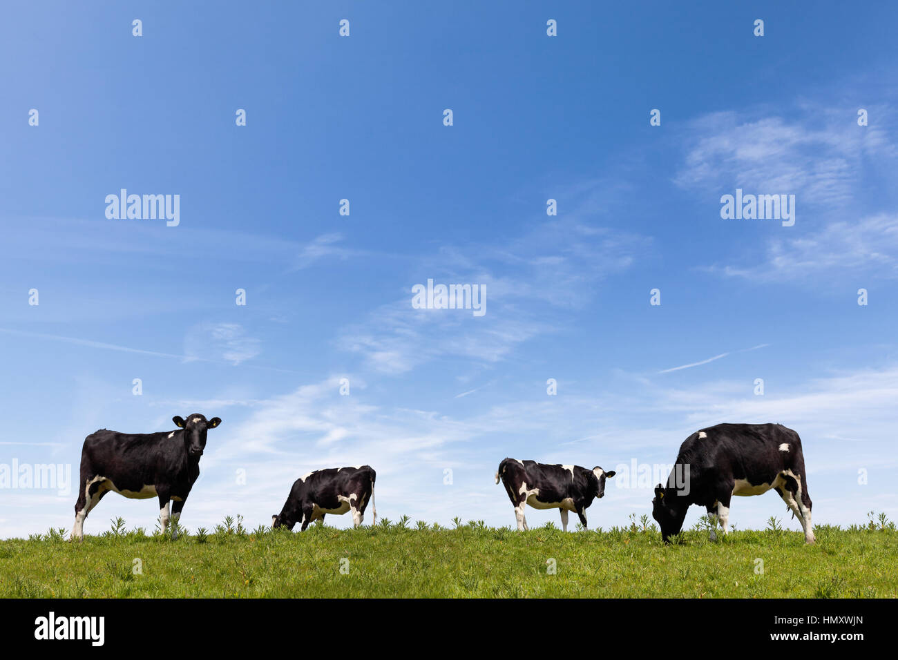 Rinder grasen auf einer saftig grünen Wiese tagsüber Stockfoto