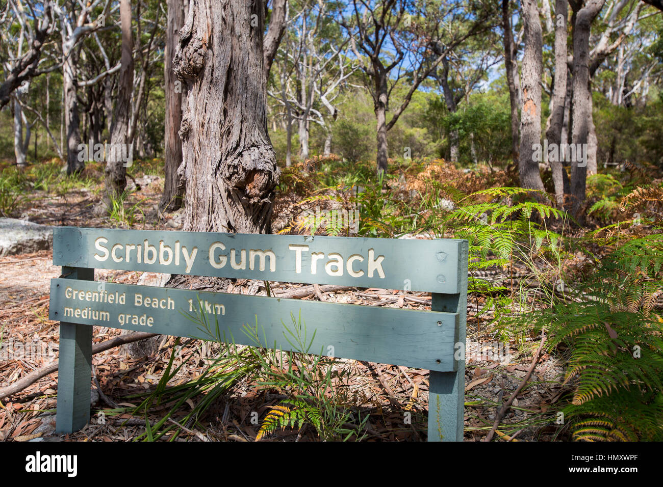 Scribbly Wanderzeit Gum, Teil des White Sands zwischen Hyams und Greenfield Strand, Jervis Bay, New South Wales, Australien Stockfoto