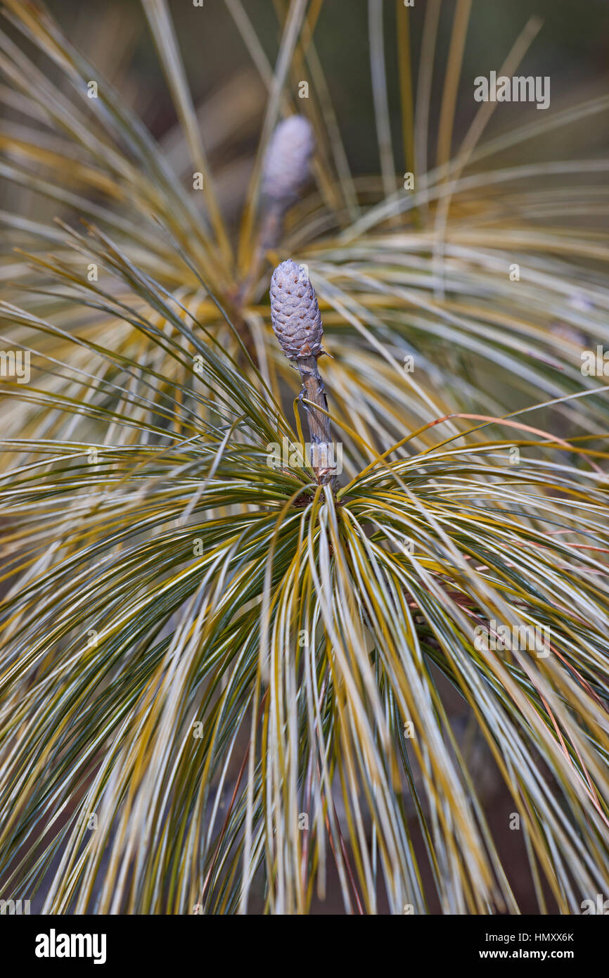 Bhutan-Kiefer (Pinus Wallichiana). Auch blaue Kiefer, Himalaya Tanne und Himalaya White Pine genannt. Eine weitere wissenschaftliche Namen sind Pinus Griffithii und Pin Stockfoto